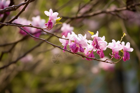 紫荆花植物图片