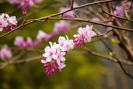 紫荆花花园图片