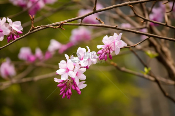 紫荆花花园图片