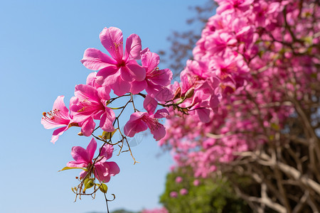 紫荆花花瓣图片