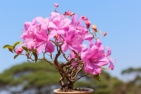 紫荆花植物叶子雌蕊高清图片