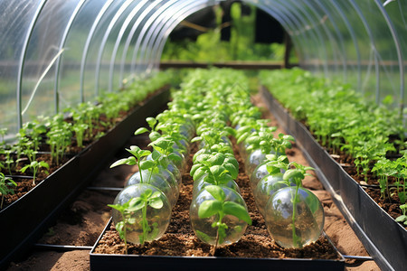 温室中的蔬菜幼苗图片