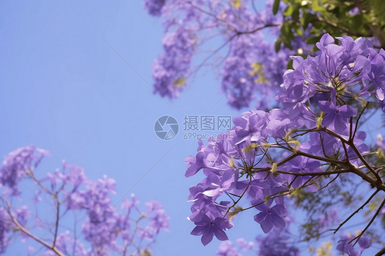 夏季盛开的美丽蓝花楹图片