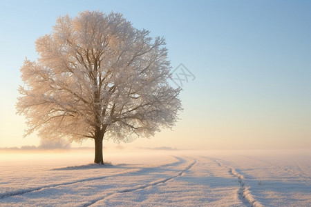 雪中孤独的树图片