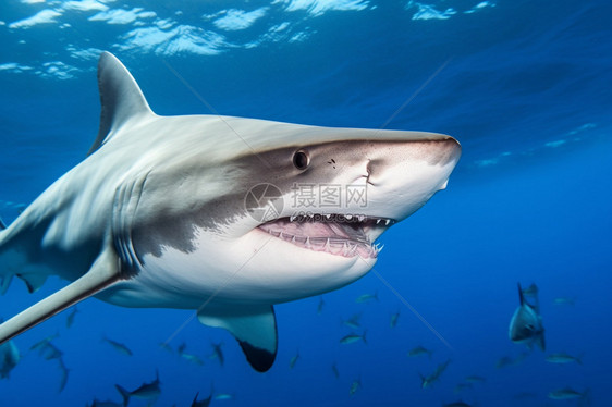 深海捕食者大白鲨图片