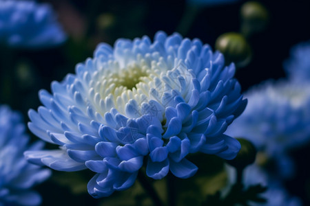 菊花种植蓝色美丽菊花背景