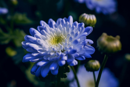 美丽的菊花菊花种植高清图片