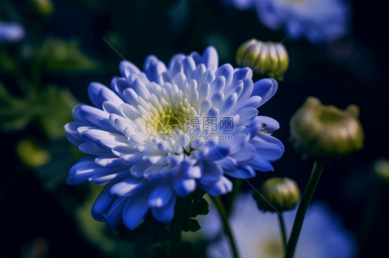 美丽的菊花图片