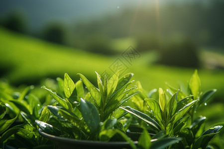 即将采摘的茶叶图片