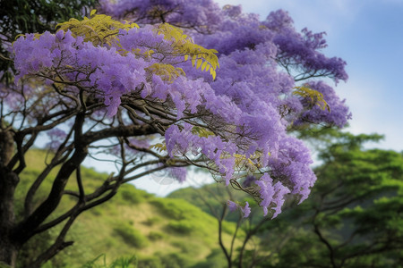 美丽的紫色花朵背景图片