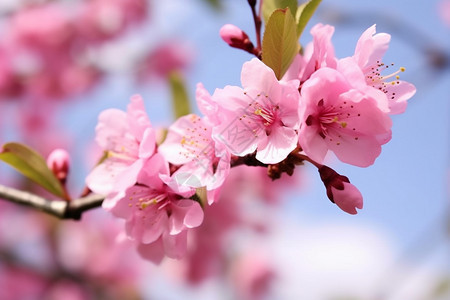 花园里的美丽景色图片