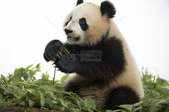 祖国的保护动物图片