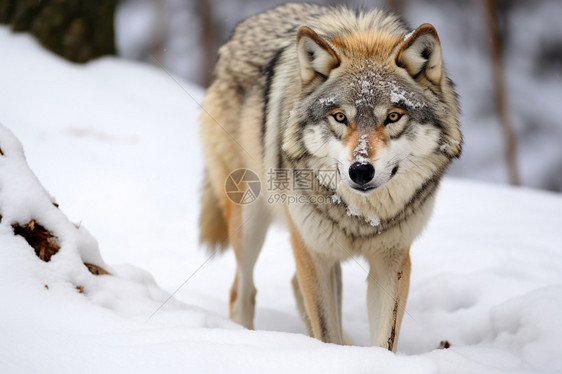 雪中孤独的野狼图片