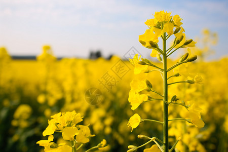 油菜开花农村绽放发菜花背景