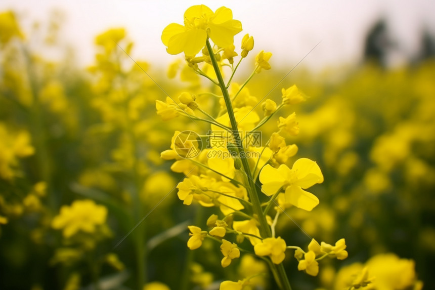 阳光明媚的季节图片