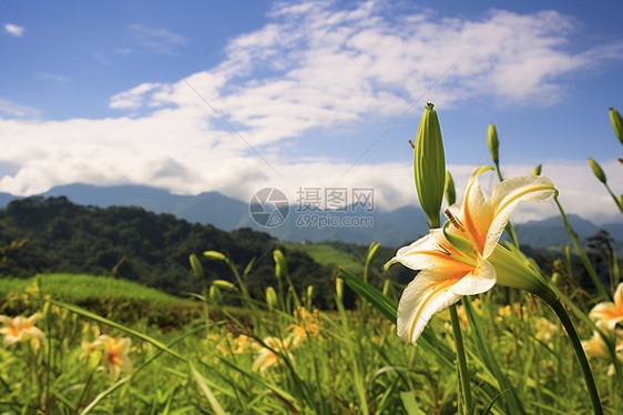 晴空万里下的花图片