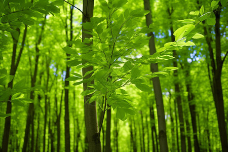 户外的绿色植物图片