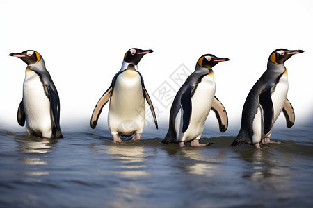 大海里前行的企鹅图片