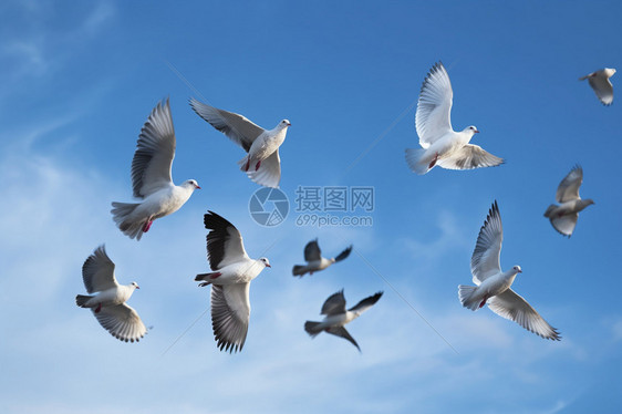 空中翱翔的的鸽子图片