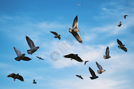 空中翱翔的野生动物背景图片