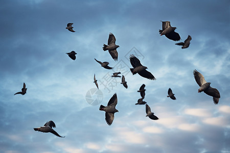 空中滑翔的野生动物图片