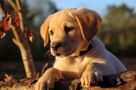 可爱的拉布拉多猎犬图片