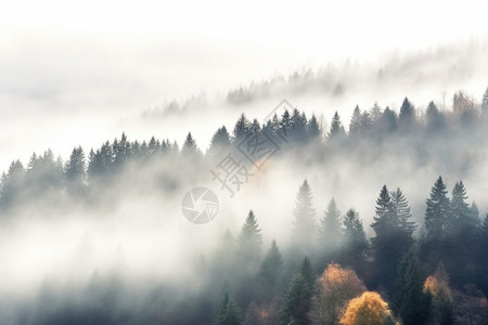 云雾缭绕的森林图片