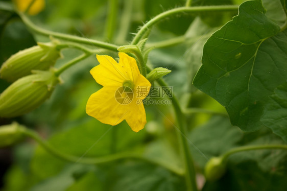 果园里种植的蔬菜图片