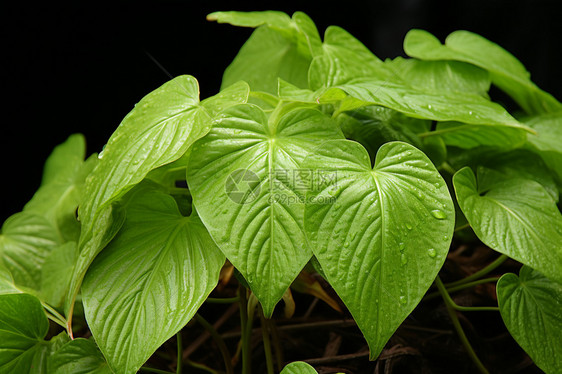 新鲜的绿色植物图片