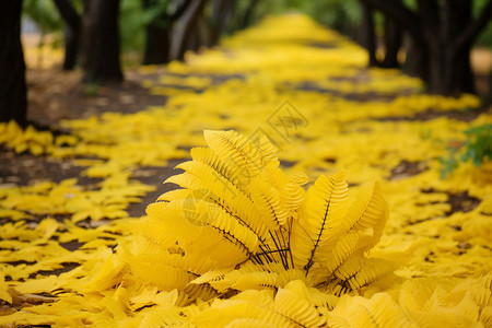 秋天的黄色落叶图片