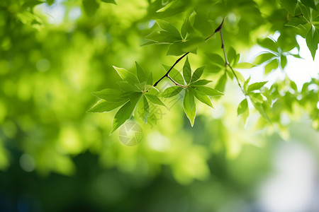 户外生长的植物图片