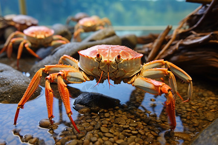 新鲜的海鲜图片