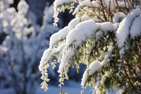 冬季户外的积雪背景图片