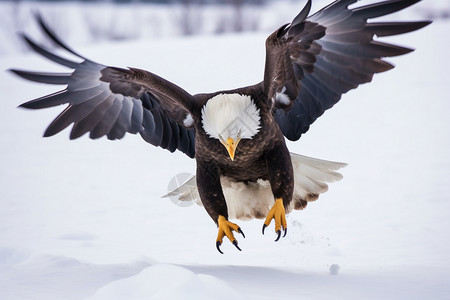 雪地上的老鹰图片