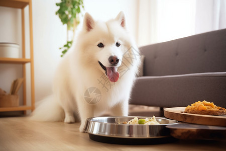 一条小狗准备吃食物高清图片
