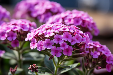 紫色的绣球花束报春花高清图片