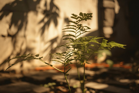 植物的投影背景图片