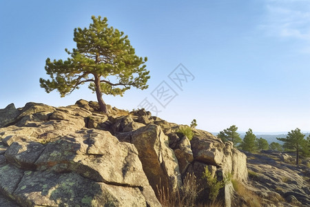山顶岩石上生长的树图片