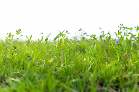 草甸鸟绿色的草地背景