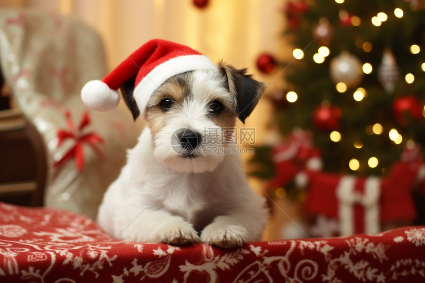 圣诞节的小狗图片