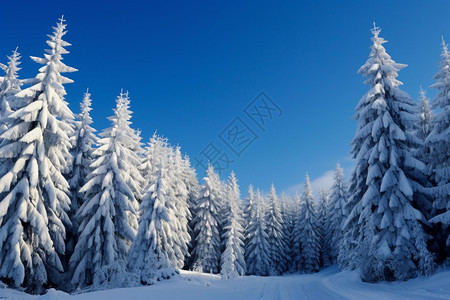 冬季森林里的冷杉图片