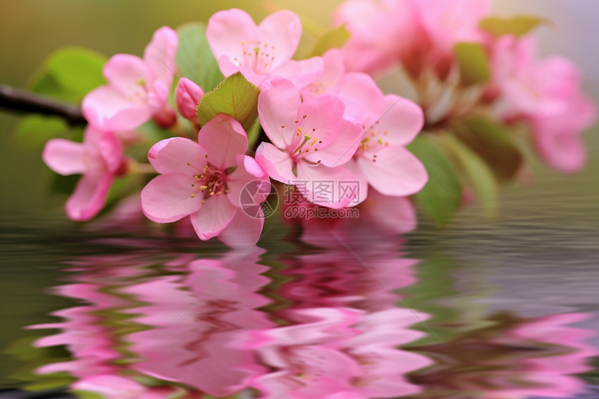 粉红色花朵图片图片