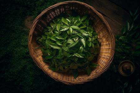 新鲜采摘的绿茶背景图片