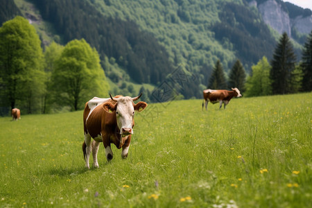 夏天农场的牛图片
