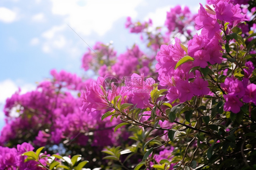 杜鹃花花朵图片