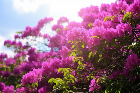 杜鹃花花瓣图片