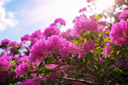 杜鹃花图片