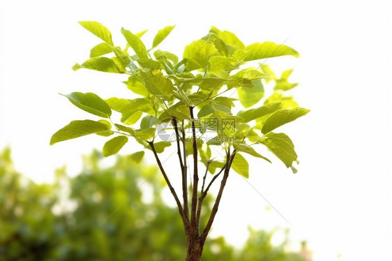 花圃中成长的树苗图片