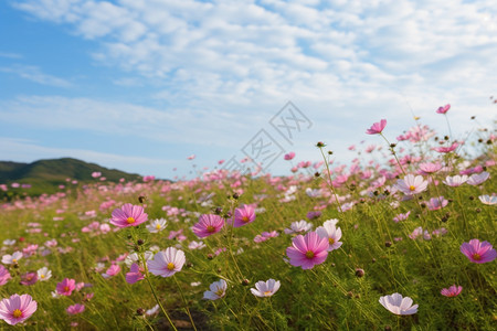 草甸上美丽的粉红野花图片