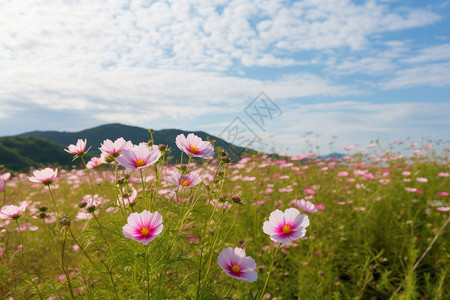 山间盛开的野花图片